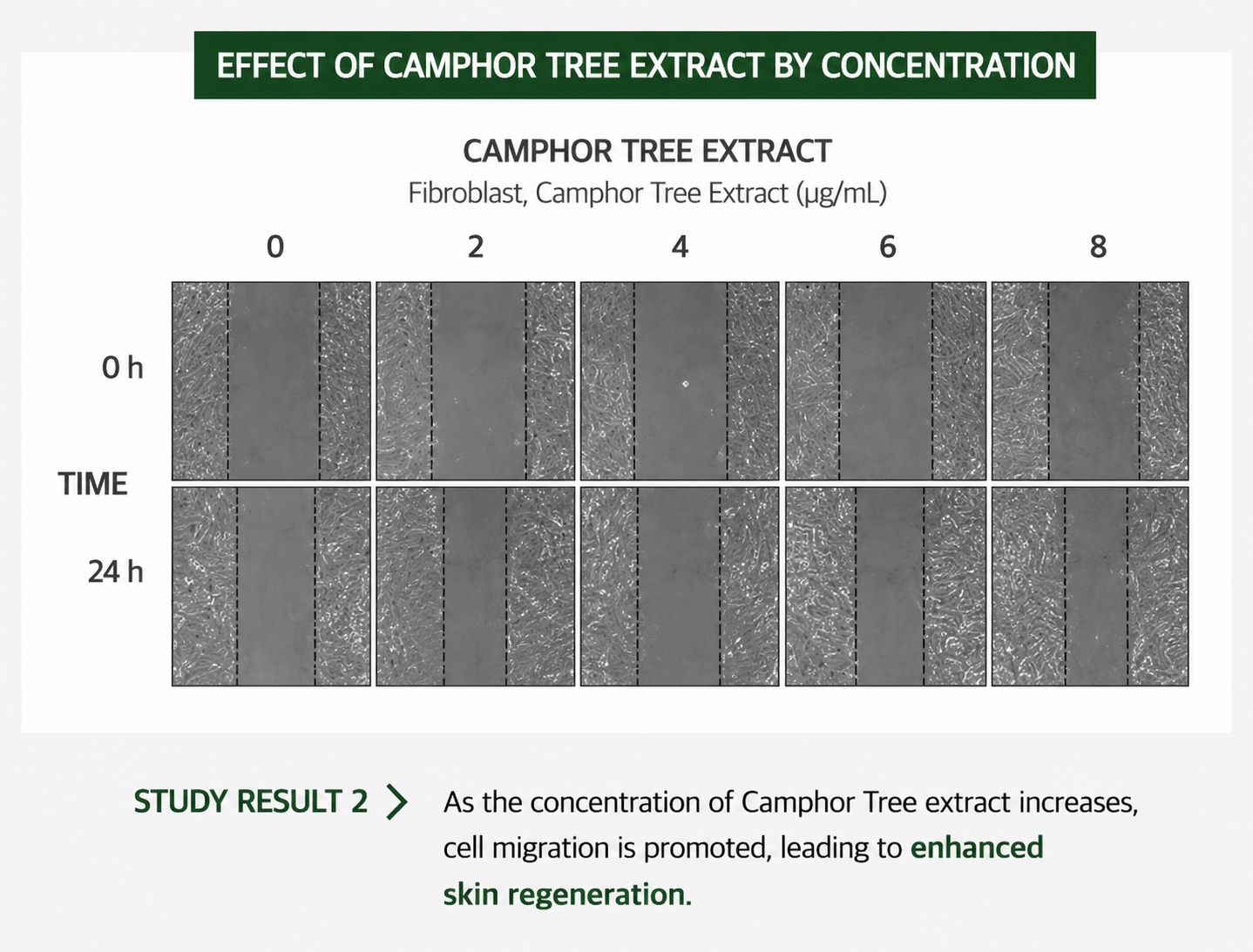 EHPlus Champhor Tree Treatment 300ml