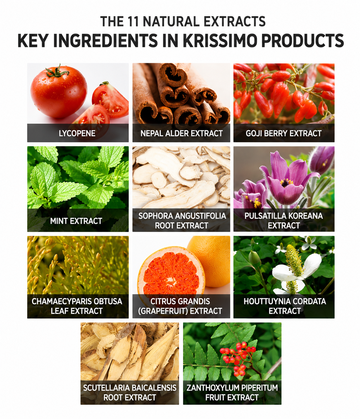 KRISSIMO Camphor Tree Treatment